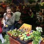 La Feria de Flores, Plantas y Artesanía Tradicional Canaria se clausura hoy domingo