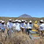 Tenerife Rural organiza un paseo guiado por la ruta de las mieles del Teide