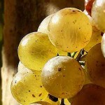 La Gomera prevé que en la bodega insular se reciba el doble de uva que el año pasado