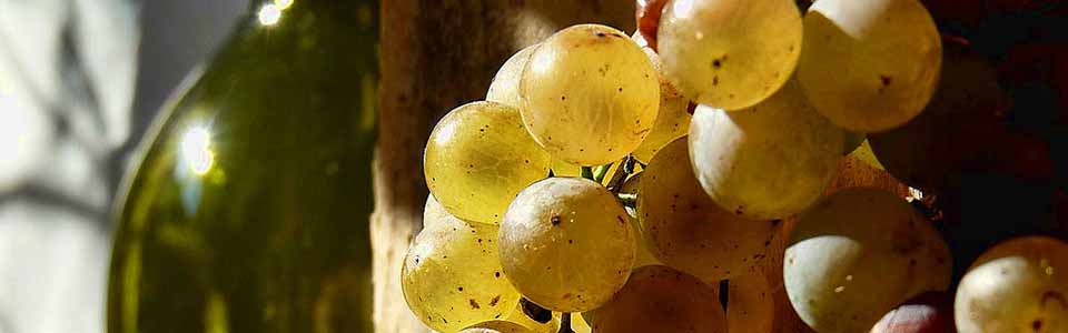 La Gomera prevé que en la bodega insular se reciba el doble de uva que el año pasado