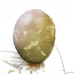 Huevo gigante fosilizado de unos 6 millones de años