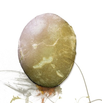 Huevo fosilizado