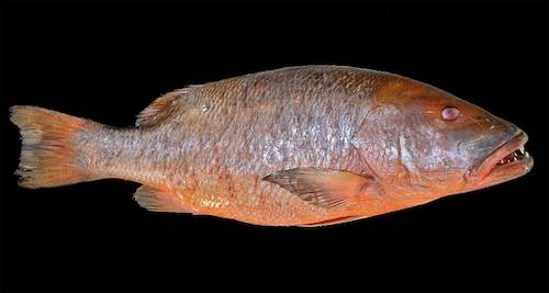 Primer ejemplar capturado en Canarias de pez de hábitat tropical