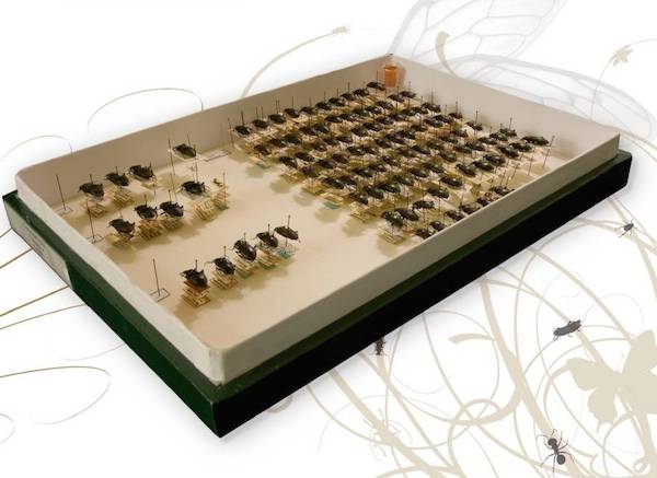 Caja con insectos endémicos de Canarias en la sección ‘Tras el cristal’