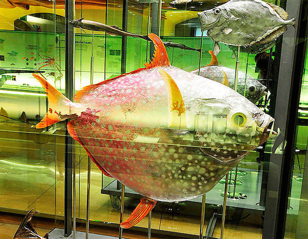 El Museo de la Naturaleza y el Hombre exhibe un ejemplar de pez luna