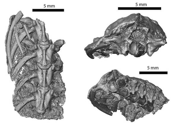 Científicos del Cabildo estudian restos fósiles