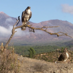 Un documental sobre aves y naturaleza gana un premio internacional