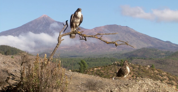 Un documental sobre aves y naturaleza gana un premio internacional