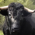 Corridas de toros, relato: Arte o crueldad, continúa el debate