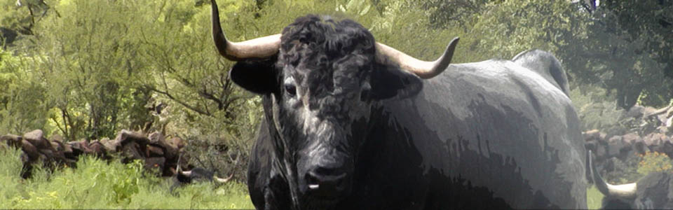 Corridas de toros, relato: Arte o crueldad, continúa el debate