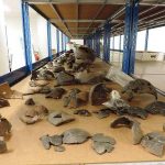 El Gobierno deposita en La Palma la importante colección arqueológica cedida por Domingo Acosta